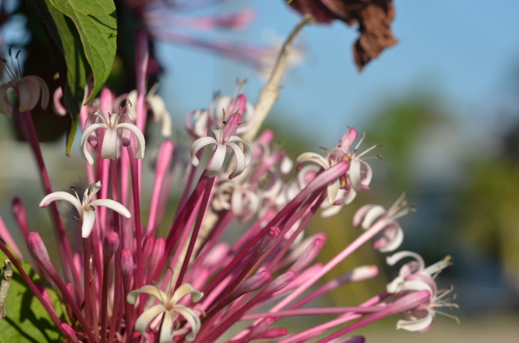 Fireworks Plant II 3-27-25
