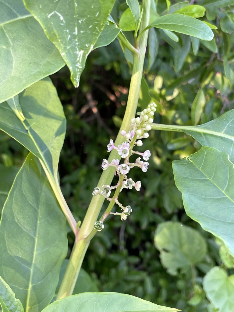 Pokeweed 6-27-23