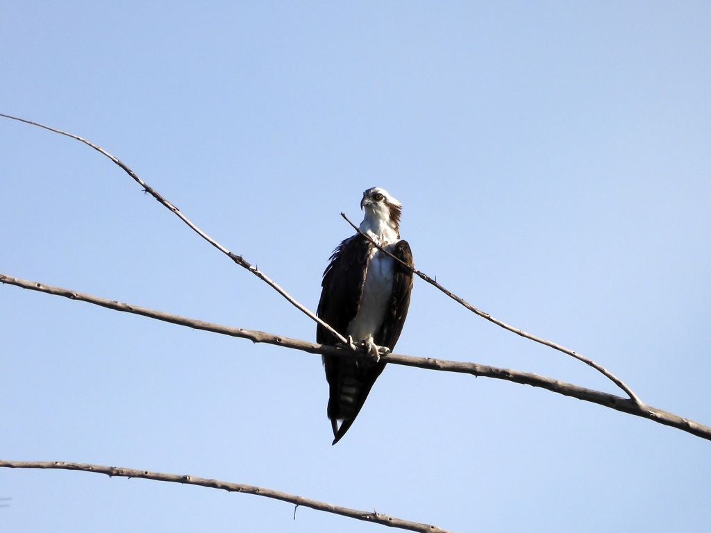 Another Osprey 9-17-23