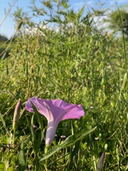 Ipomoea sagittata 8-6-23