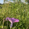 Ipomoea sagittata 8-6-23