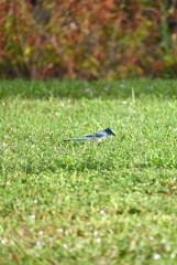 Florida Scrub Jay in the Yard 11-6-24