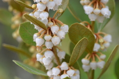 Coastal Plain Staggerbush 6-5-25