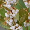 Coastal Plain Staggerbush 6-5-25