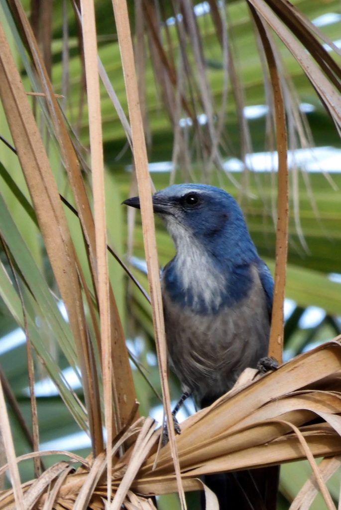 Florida Scrub Jay 7-29-23