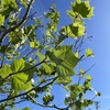 American Planetree 4-6-23