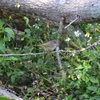 Palm Warbler III 1-24-23