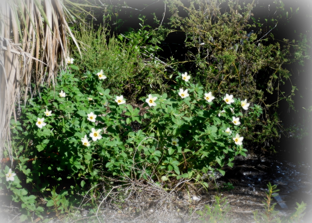 White Alders 9-2-23