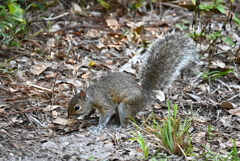 A Big Tail 7-9-25