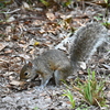 A Big Tail 7-9-25