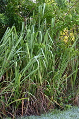 Sugarcane 8-20-25