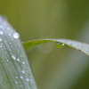 Raindrops 8-20-25