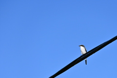 Loggerhead Shrike I 10-23-24