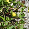 Little Hogweed 4-6-23
