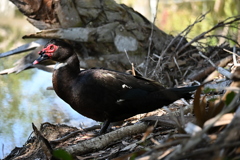 Muscovy Duck III 2-5-25