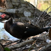 Muscovy Duck III 2-5-25