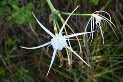 Mangrove Spiderlily I 8-30-25