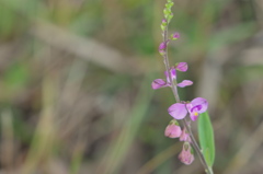 Showy Milkwort I 1-4-23