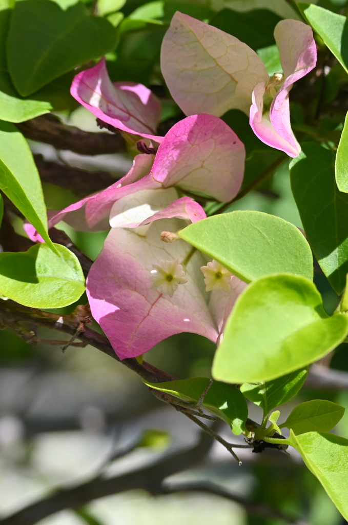 Two Flowers 12-16-25