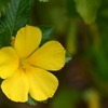 Yellow Alder 3-8-24