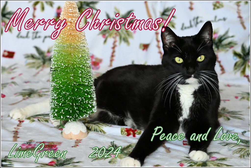Christmas Card_Kura and Blog 2024