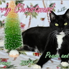 Christmas Card_Kura and Blog 2024