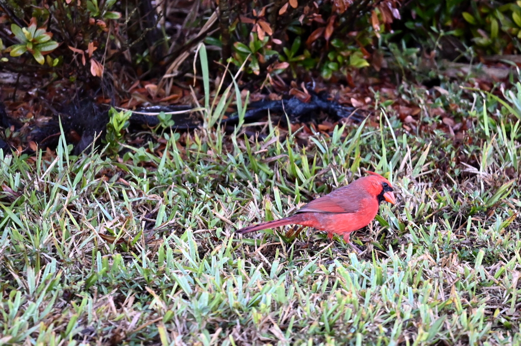 Male Northern Cardinal 11-2-24