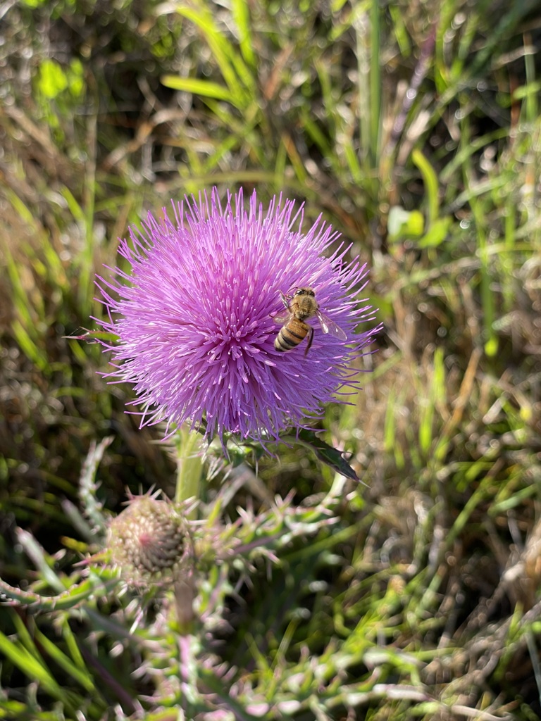 A Bee 3-22-23