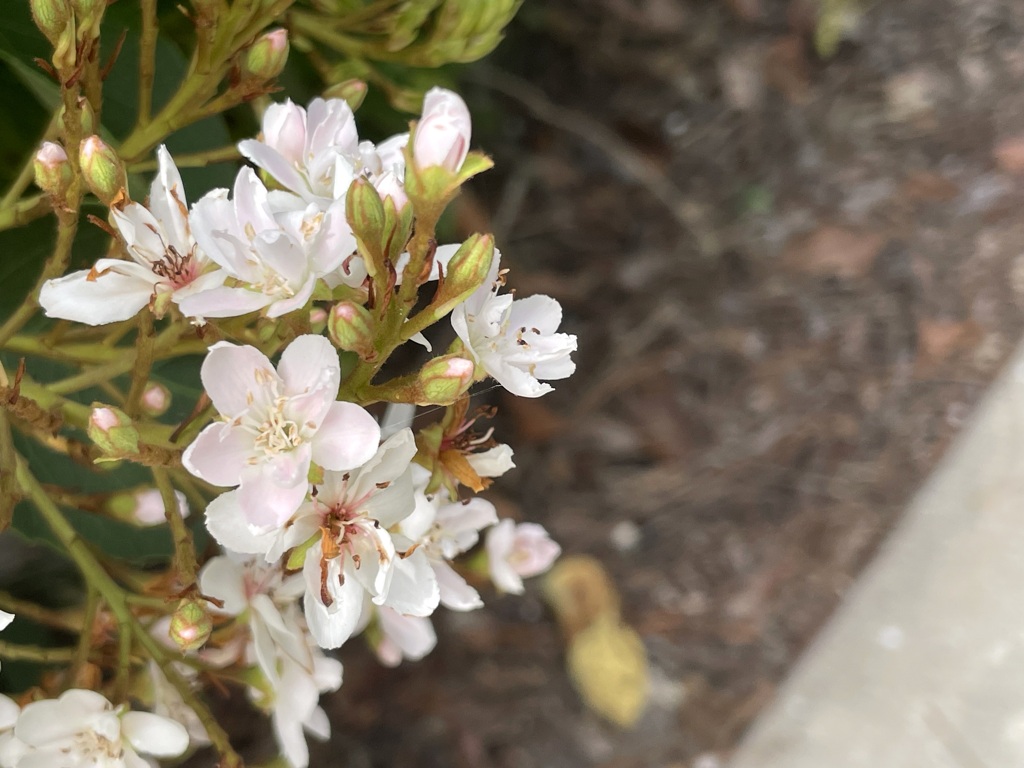 Indian Hawthorn I 7-25-23