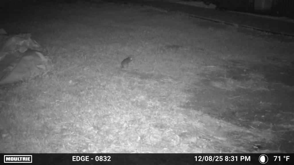 ちびオポッサム　12-8-25