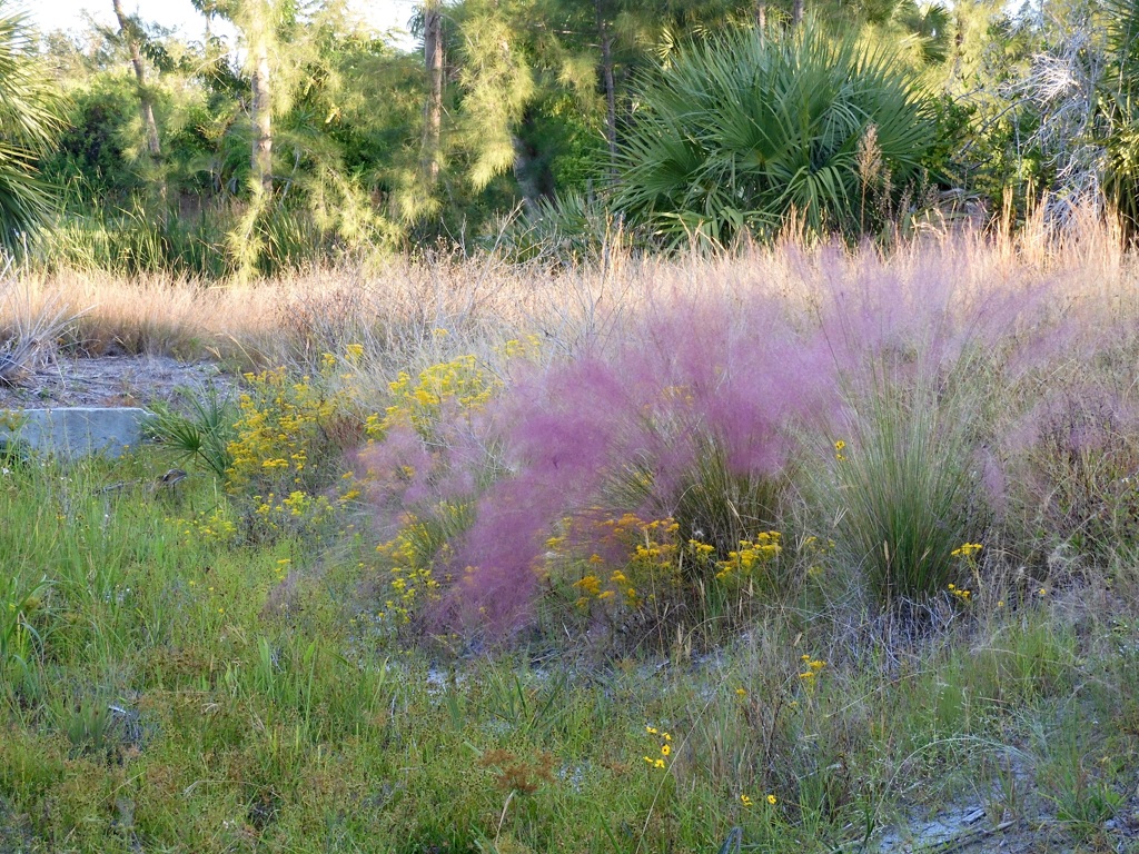 Hairawn Muhly 11-2-23