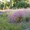 Hairawn Muhly 11-2-23