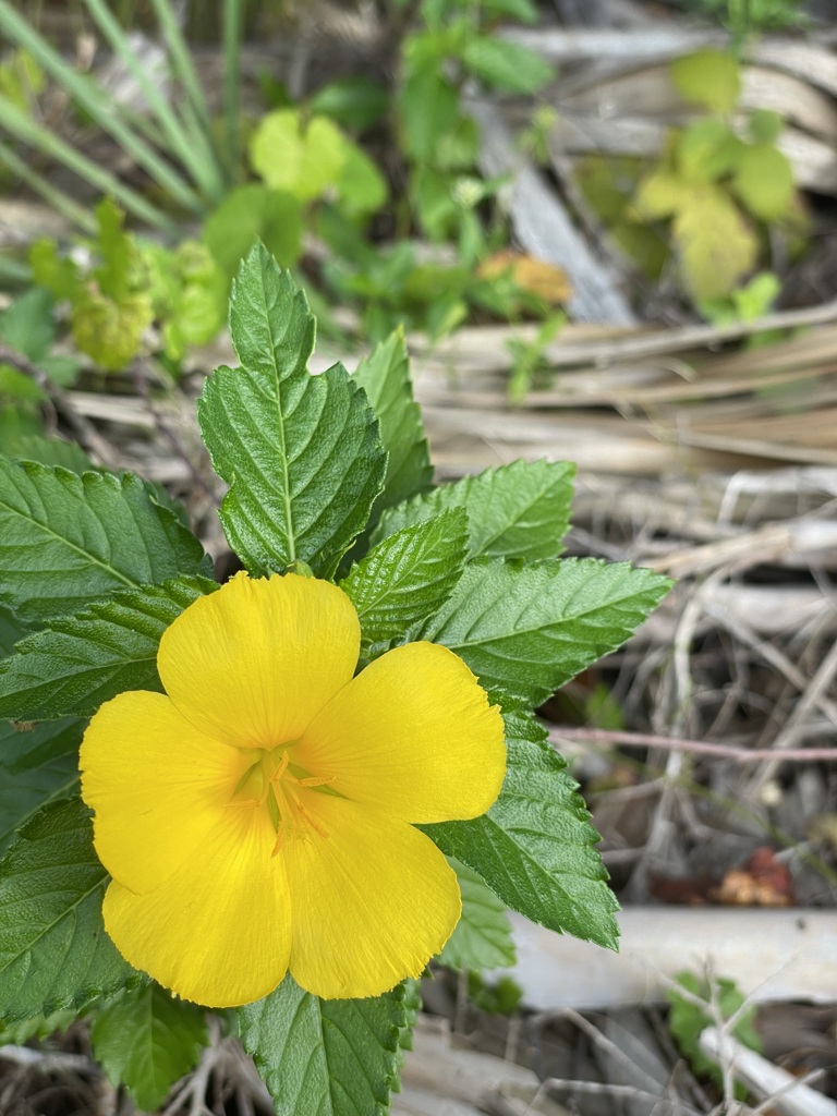 Yellow Alder 1-5-23