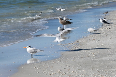Royal Tern Landing 11-26-24