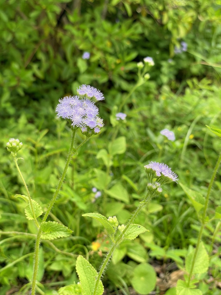 BLUE MISTFLOWER or TROPICAL WHITEWEED I