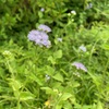 BLUE MISTFLOWER or TROPICAL WHITEWEED I