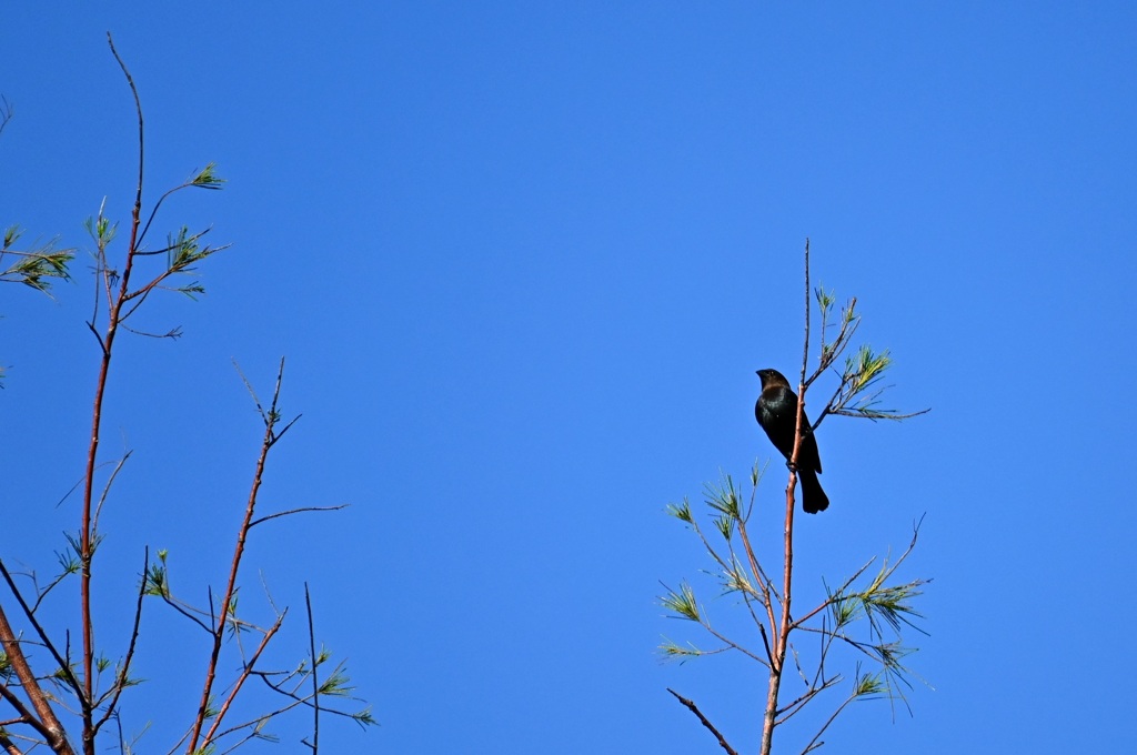Brown Headed Cowbird II 10-26-24