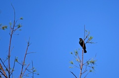 Brown Headed Cowbird II 10-26-24