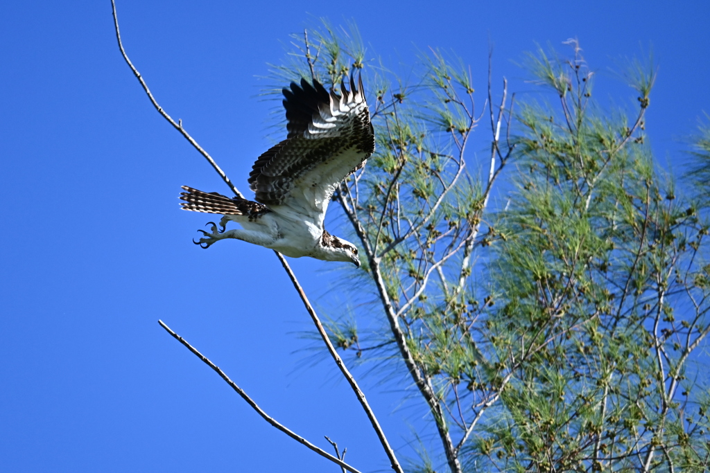 Osprey 1-i 8-31-24