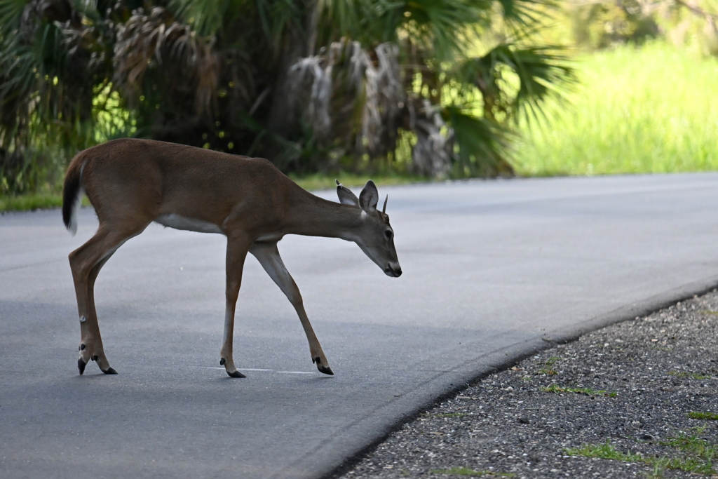 Safely Crossed 10-15-25