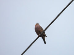 Common Ground Dove 9-30-23