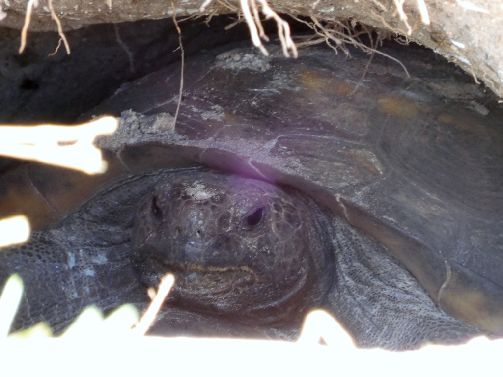 Gopher Tortoise 4-6-23