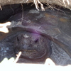 Gopher Tortoise 4-6-23