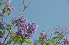 Jacaranda III 5-1-24