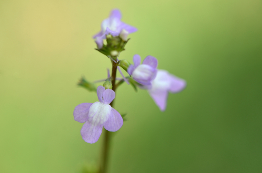 Linaria canadensis 3-7-24