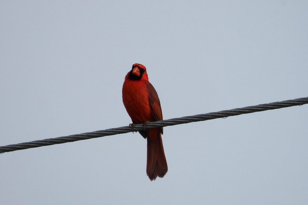 Northern Cardinal 3-29-23