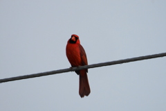 Northern Cardinal 3-29-23
