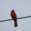 Northern Cardinal 3-29-23