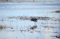 Tricolored Heron III 1-2-23