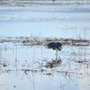 Tricolored Heron III 1-2-23